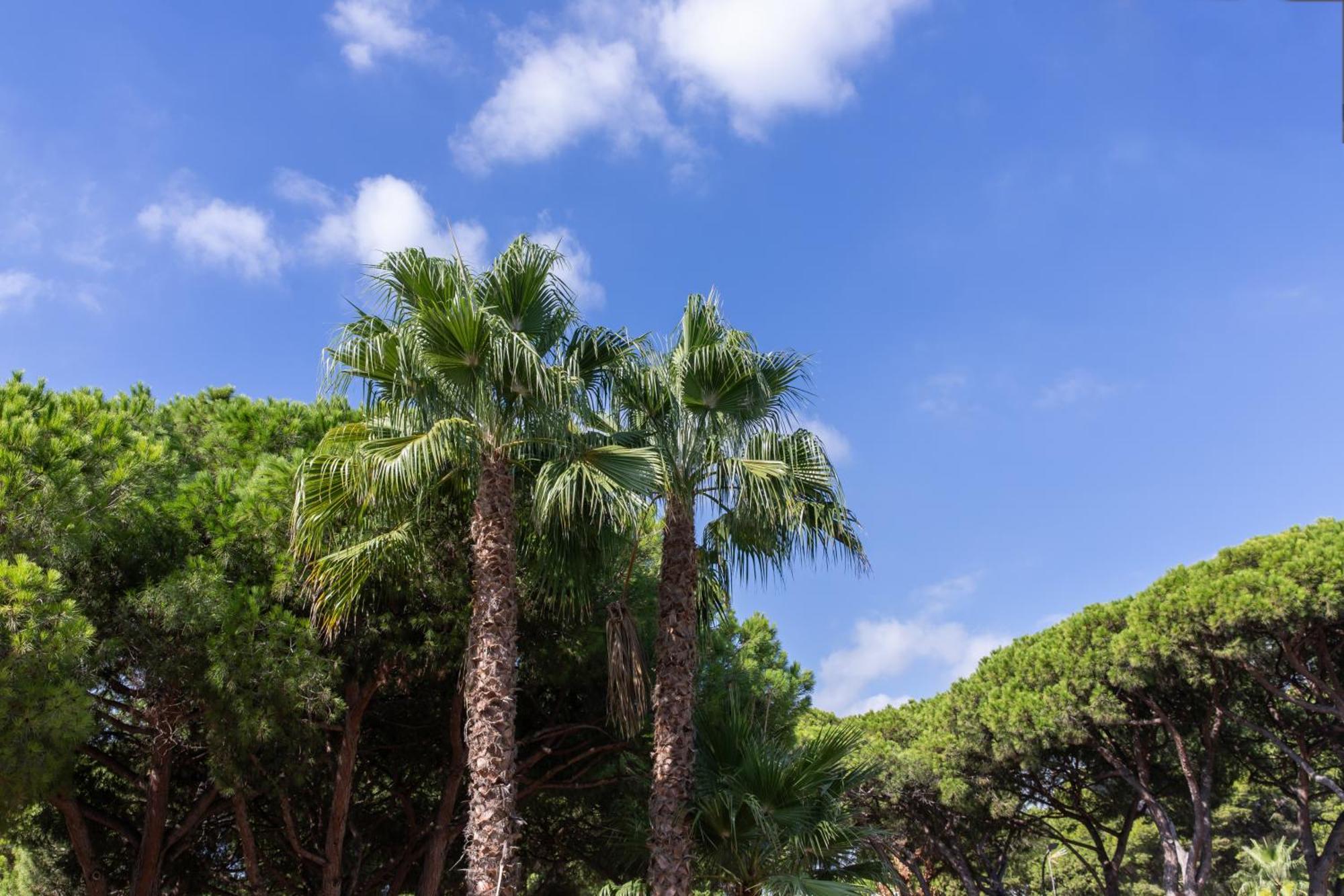 Aparthotel Las Palmeras Castelldefels Εξωτερικό φωτογραφία
